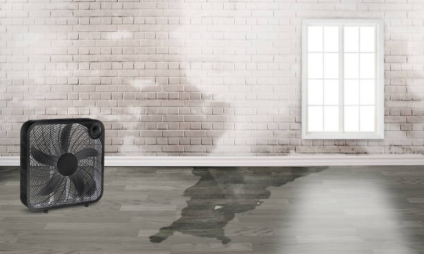 Best Sewage cleanup and water damage restoration  in Bovina, TX