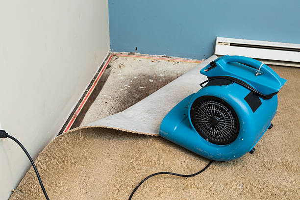 Best Professional water damage repair  in Bovina, TX